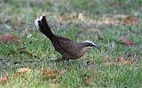 Gray-crowned Babbler